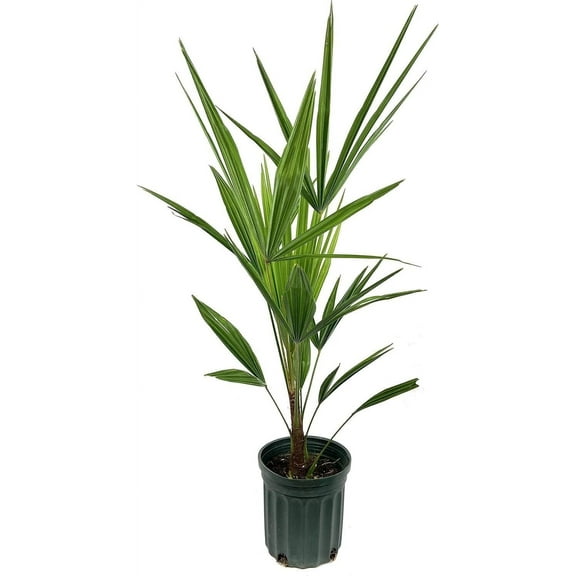 Windmill Palm - 3 Live Plants in 4 Inch Pots - Trachycarpus Fortunei - Hardy Palm from Florida