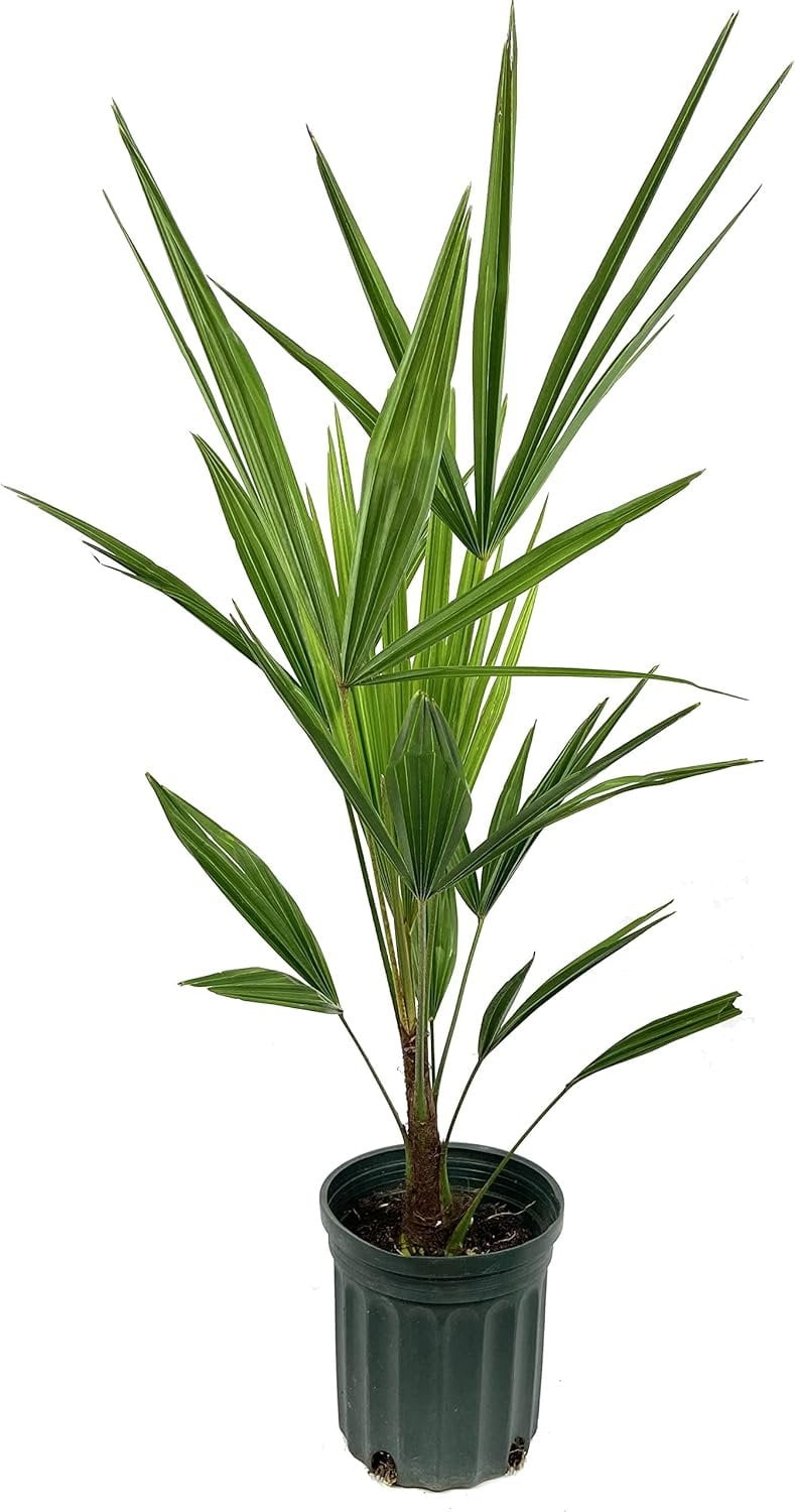 Windmill Palm - 3 Live Plants in 6 Inch Growers Pots - Trachycarpus ...