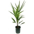 thumbnail image 1 of Windmill Palm - 5 Live Plants in 4 Inch Pots - Trachycarpus Fortunei - Hardy Palm from Florida, 1 of 5