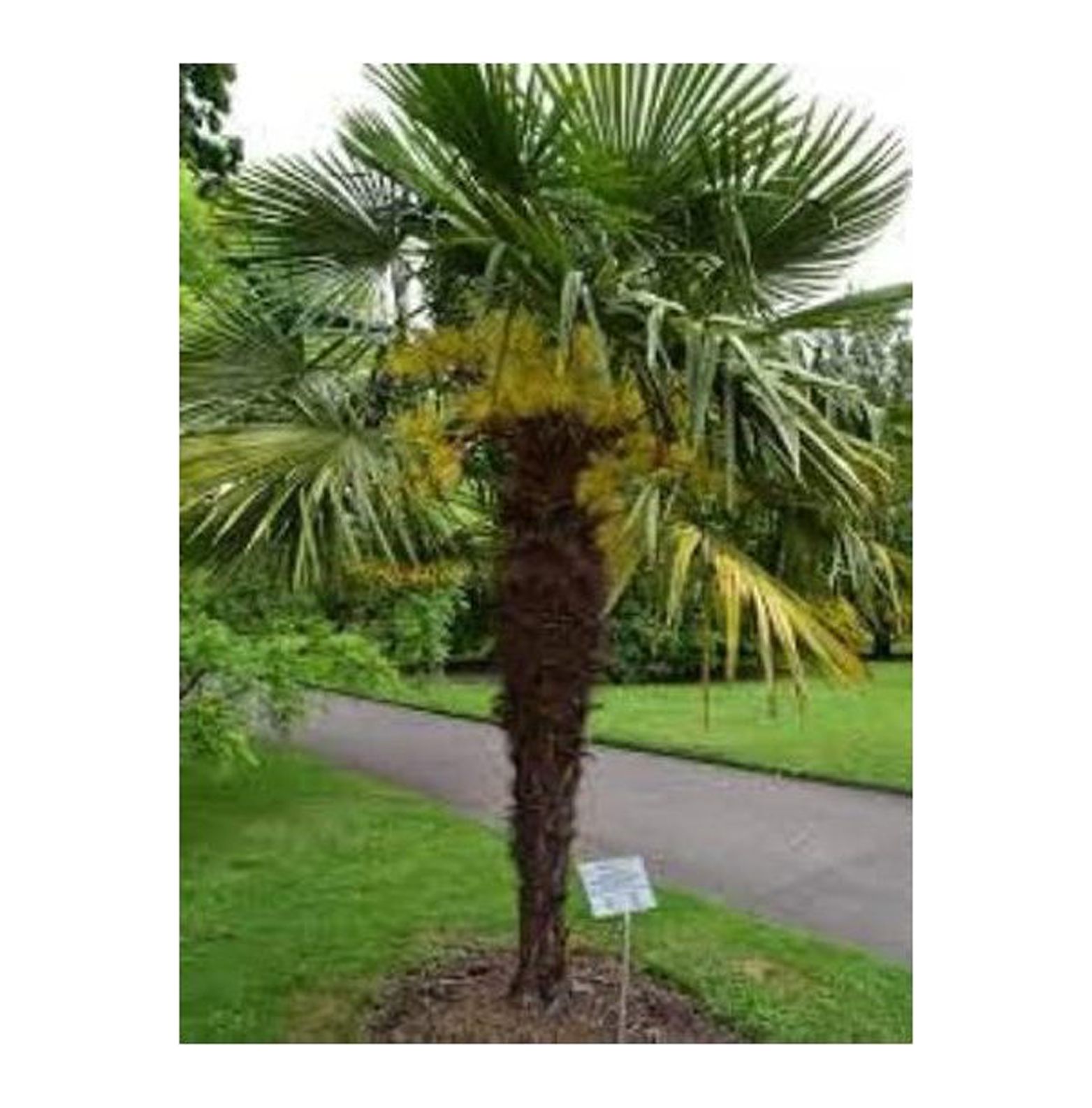 Windmill Palm Plant in a 4" Trachycarpus fortuneiCold Hardy to Zone 7!!