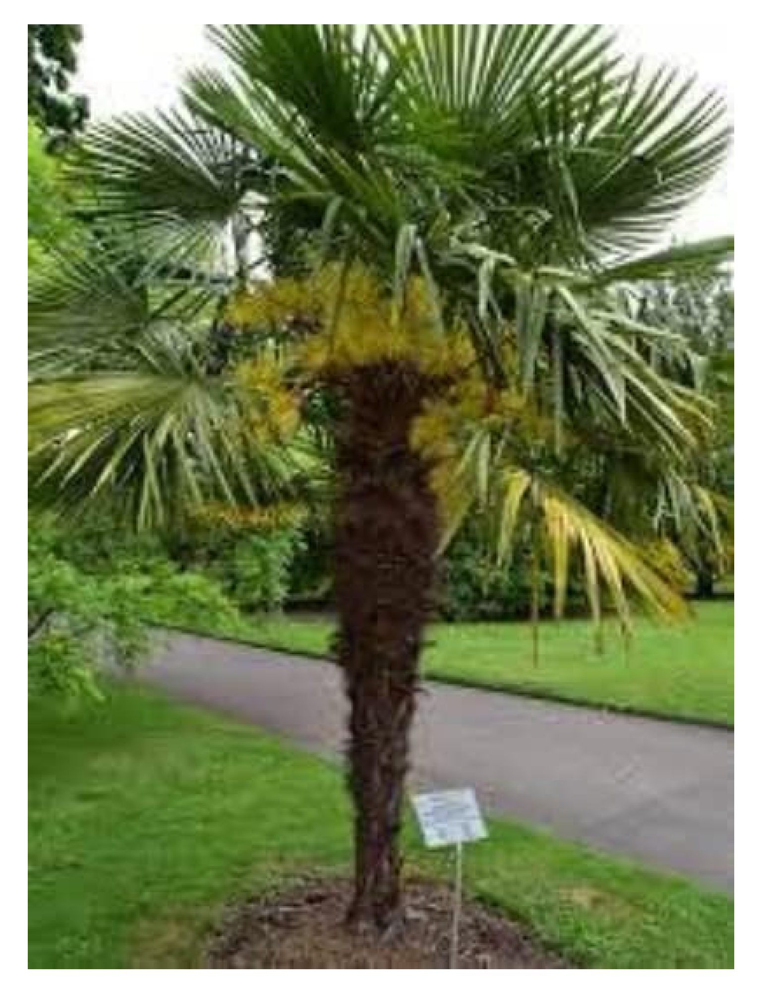 Windmill Palm Plant in a 4" Trachycarpus fortuneiCold Hardy to Zone 7