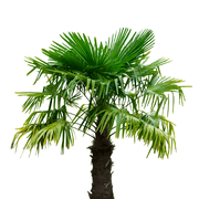 Windmill Palm Tree   Cold Hardy Tropical Palm for Landscapes and Patios