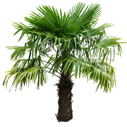 Windmill Palm Tree – Cold Hardy Tropical Palm for Landscapes and Patios