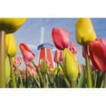 thumbnail image 1 of Windmill & Tulips At Wooden Shoe Tulip Farm - Woodburn Oregon USA Poster Print - 18 x 12, 1 of 1