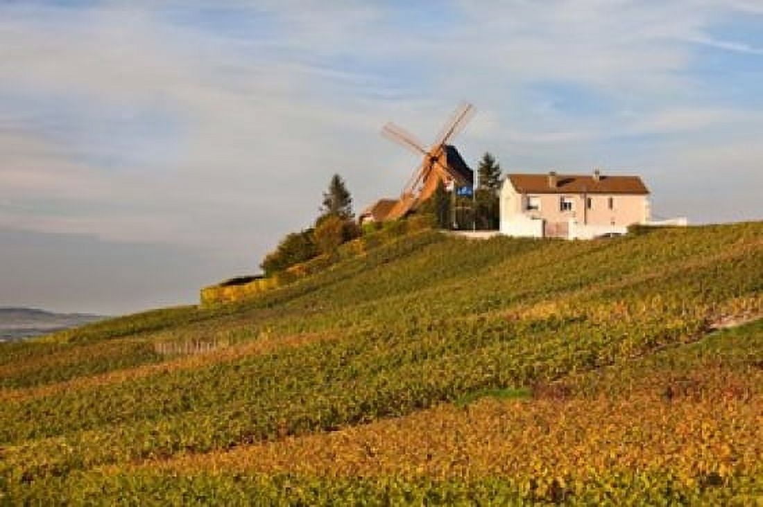 Windmill and Vineyards Canvas Art - Walter Bibikow DanitaDelimont (26 x 18)