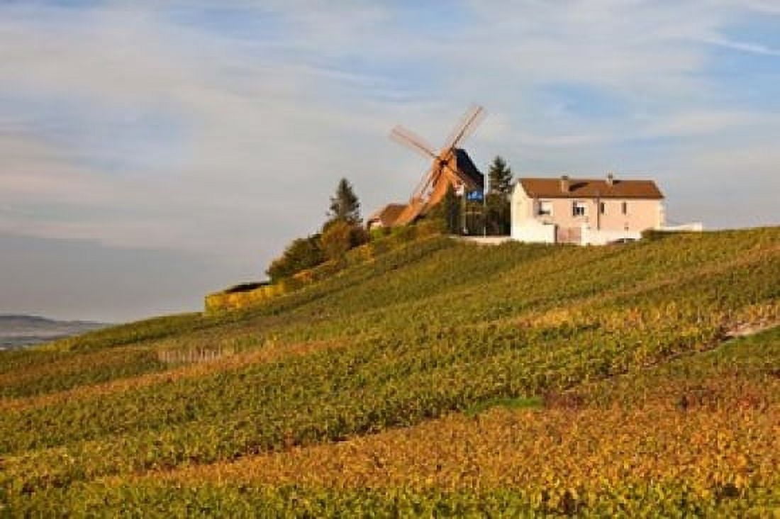 Windmill and Vineyards Canvas Art - Walter Bibikow DanitaDelimont (36 x 24)
