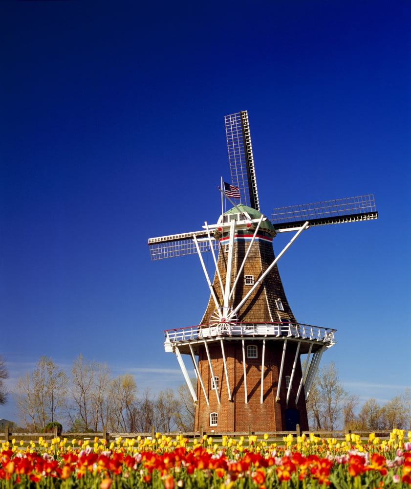 Windmill in a tulip field De Zwaan Windmill Island Holland Ottawa County Michigan USA Canvas Art - Panoramic Images (32 x 36)