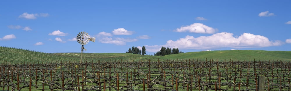 Windmill in a vineyard Napa County California USA Canvas Art - Panoramic Images (12 x 36)