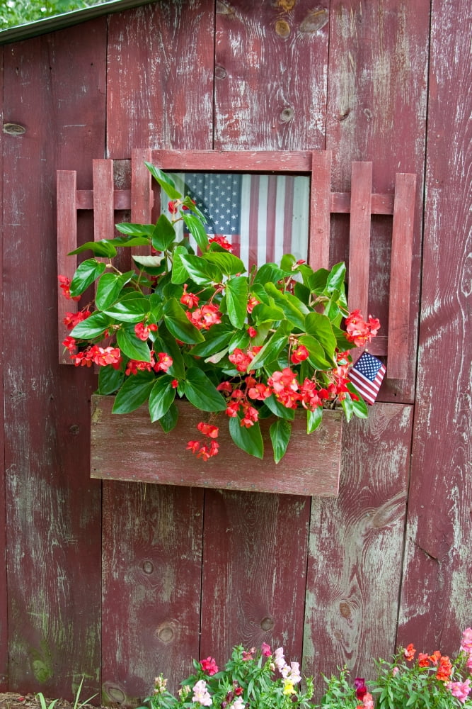 Window Box planter with Red Dragon Wing Begonias Begonia x hybrida and American flags on old red shed Marion County Illinois USA Canvas Art - Panoramic Images (24 x 36)