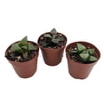 thumbnail image 1 of Window Pane Haworthia Collection - 3 Plants / 2" Pots - Easy Succulent, 1 of 1