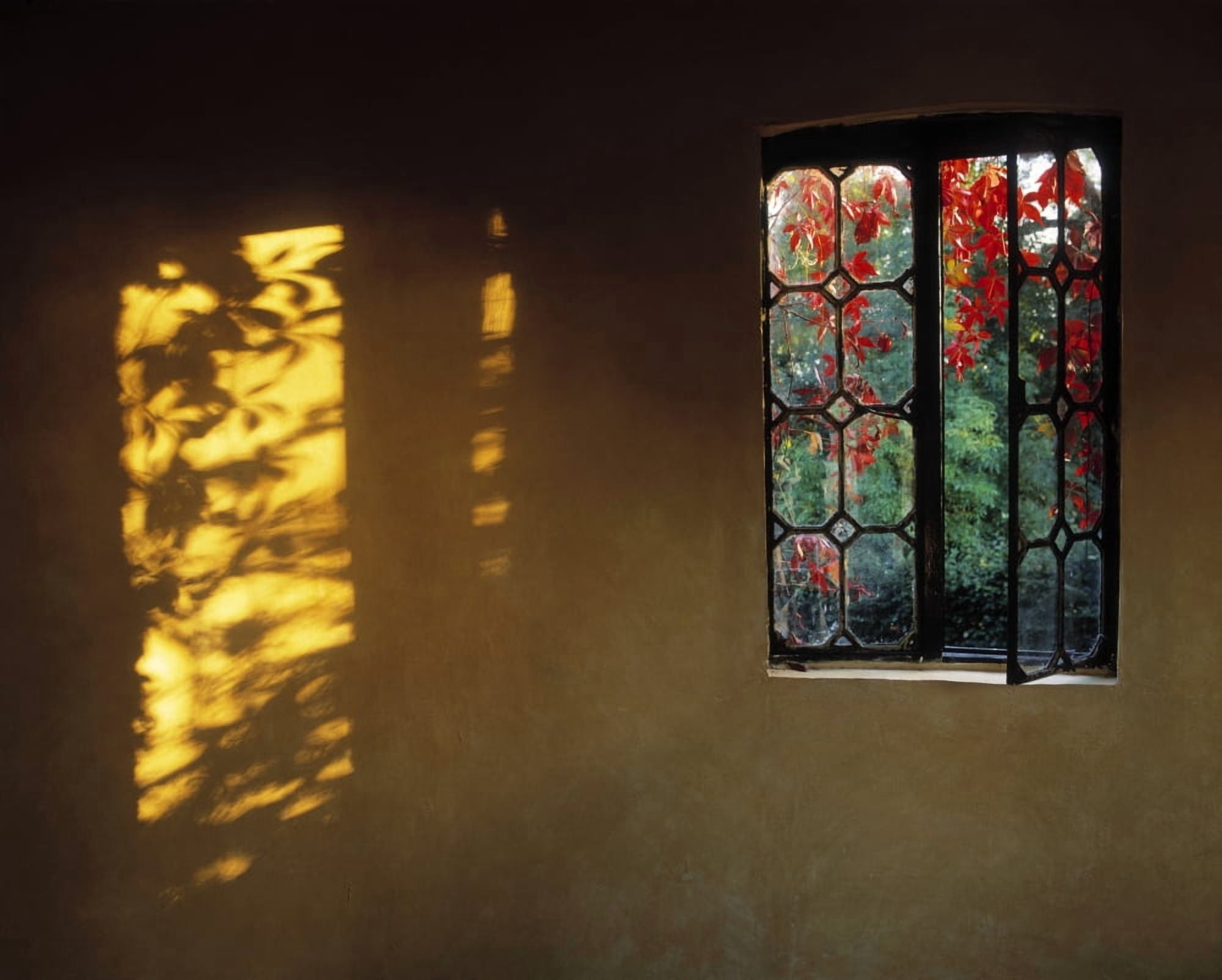 Window With Creeper Butterstream Co Meath Ireland Canvas Art - The Irish Image Collection Design Pics (32 x 26)