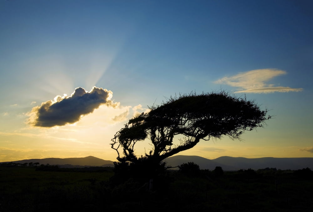 Windswept Tree and Comeragh Mountains County Waterford Ireland Canvas Art - George Munday Design Pics (36 x 24)