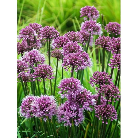 Windy City Flowering Onion Perennial - Allium - Gallon Pot