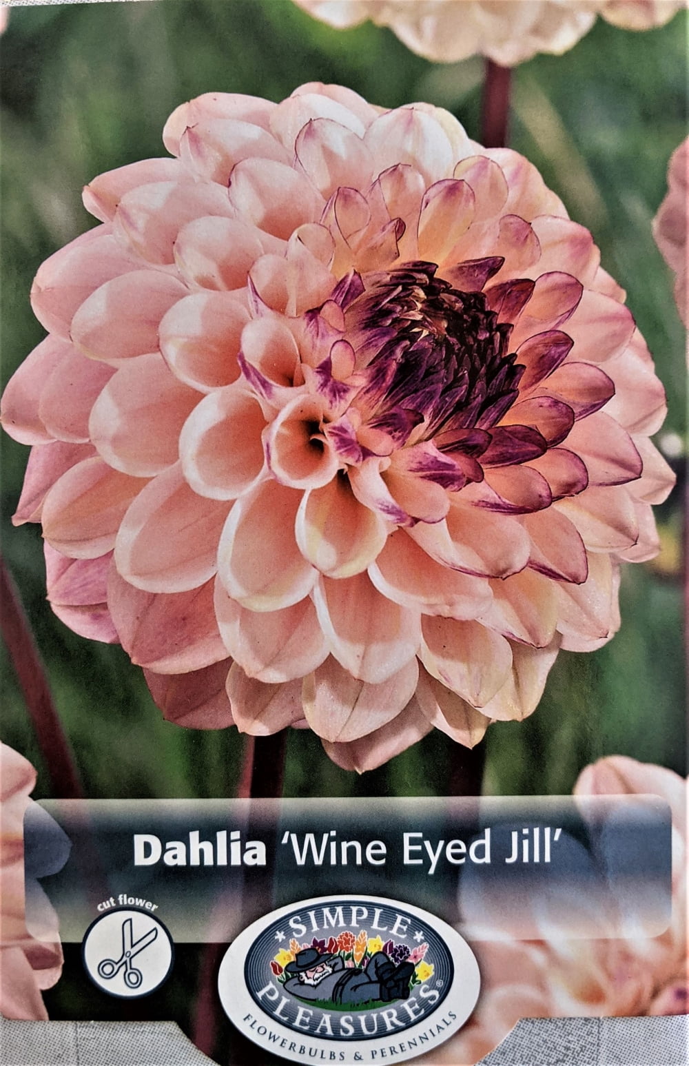 Wine Eyed Jill Dahlia 1 Size Root Clump Charming Ballshaped