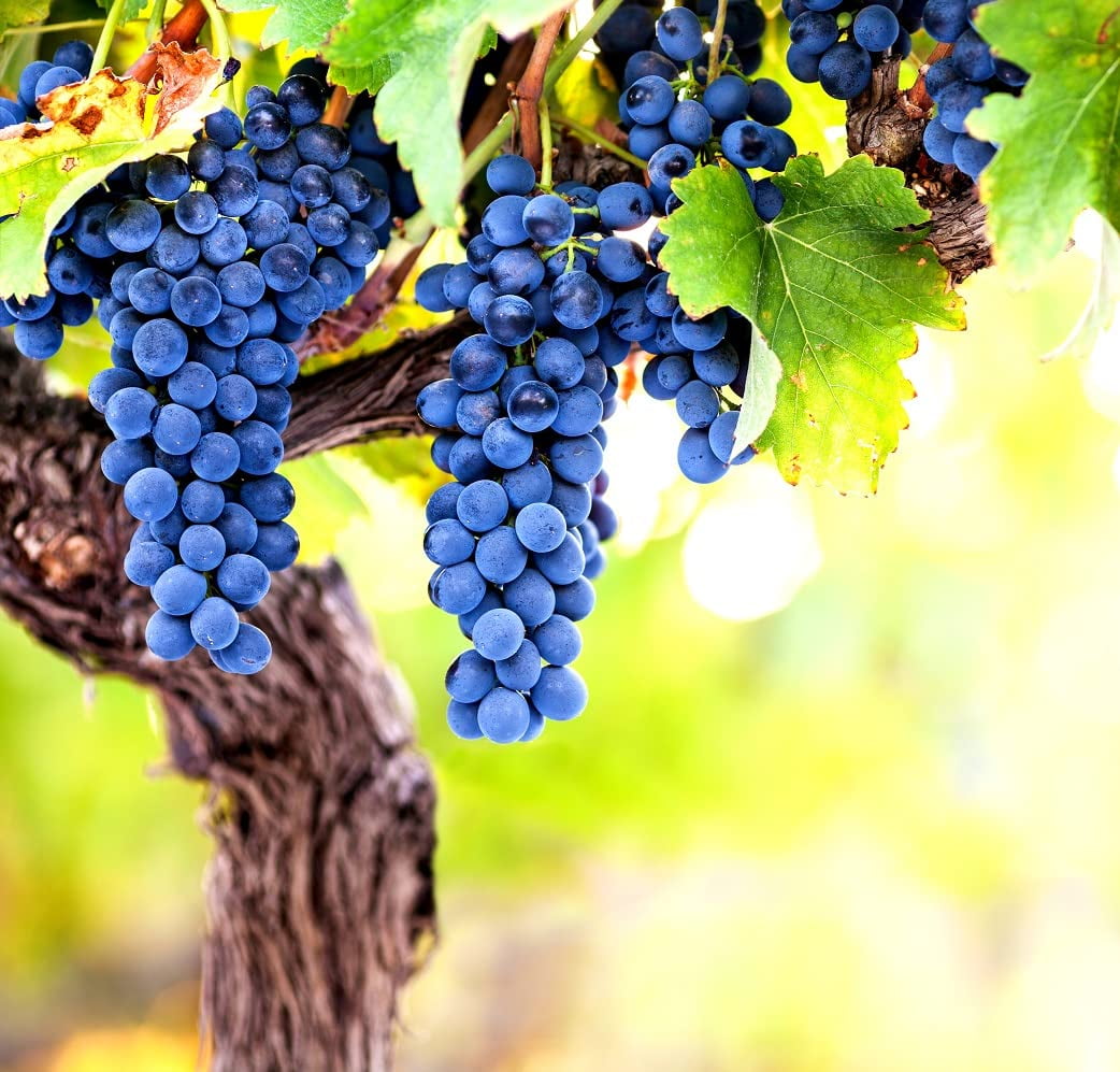 Wine Grape Vine Seeds for Planting 100+ Seeds Ships from Iowa, USA