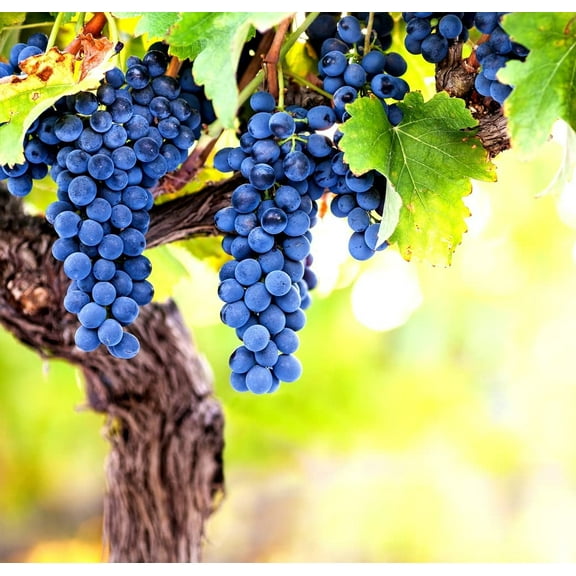 Wine Grape Vine Seeds for Planting - 100+ Seeds - Ships from Iowa, USA