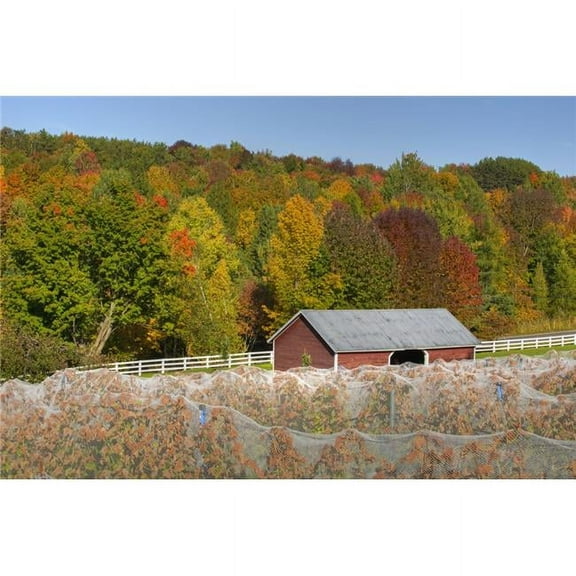 Wine Grape Vineyard in Autumn with Bird Netting Covering The Vines To Protect The Crop Shortly Before Harvest - Knowlton Poster Print - 38 x 24 in. - Large