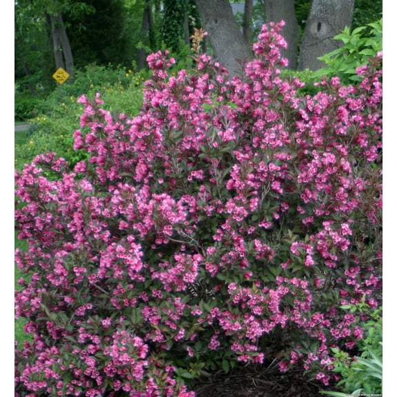 Wine & Roses Weigela - 3 Gallon Shrub