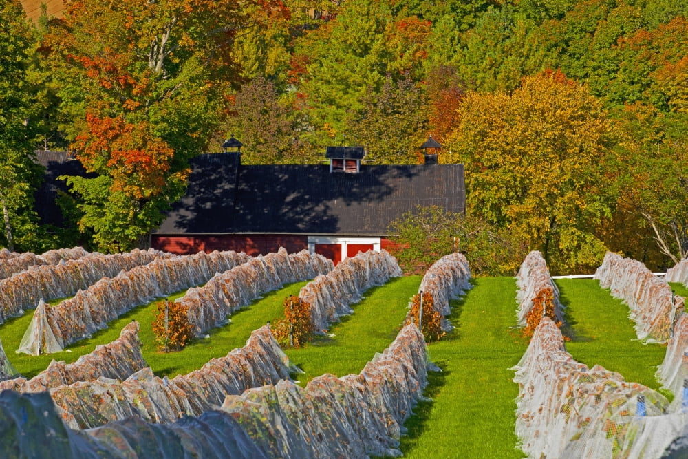 Wine grape vineyard in autumn with bird netting covering the vines to protect the crop shortly before harvest Knowlton Quebec Canada Canvas Art - David Chapman Design Pics (38 x 24)