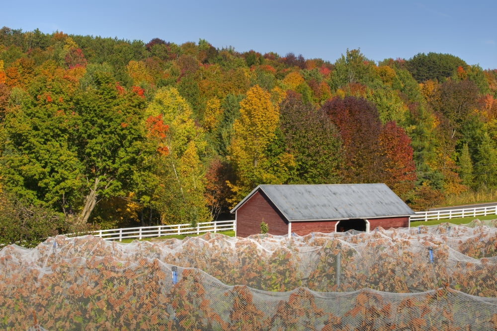 Wine grape vineyard in autumn with bird netting covering the vines to protect the crop shortly before harvest Knowlton Quebec Canada Canvas Art - David Chapman Design Pics (38 x 24)