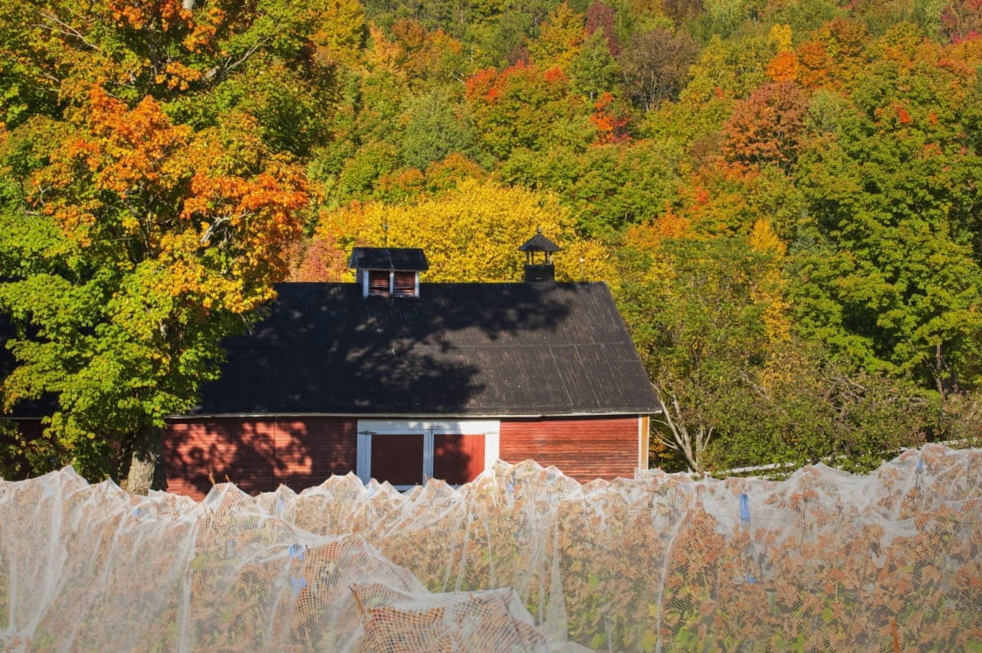 Wine grape vineyard in autumn with bird netting covering the vines to protect the crop shortly before harvest Knowlton Quebec Canada Canvas Art - David Chapman Design Pics (38 x 24)