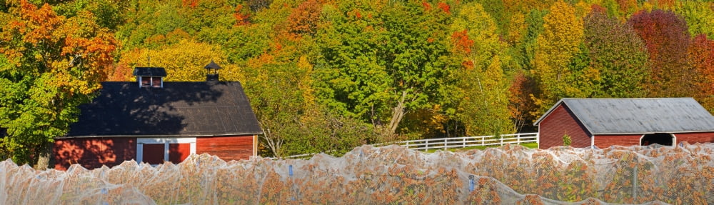 Wine grape vineyard in autumn with bird netting covering the vines to protect the crop shortly before harvest Knowlton Quebec Canada Canvas Art - David Chapman Design Pics (40 x 11)