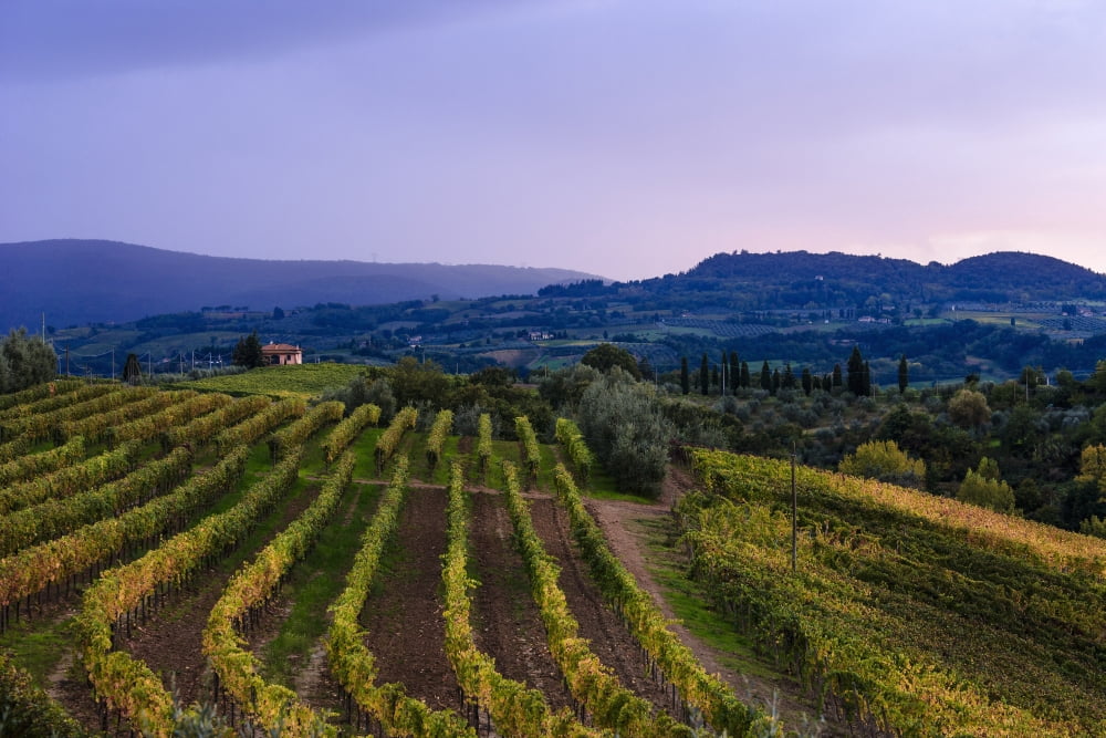 Wine grape vineyard near Ulignano Tuscany Italy Canvas Art - Yves Marcoux Design Pics (19 x 12)
