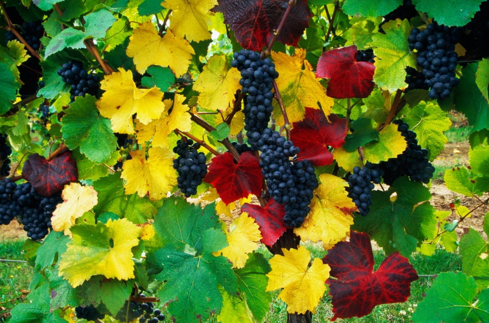 Wine grapes on vine autumn color Willamette Valley Oregon united states Canvas Art - Panoramic Images (9 x 27)