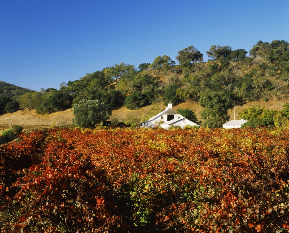 Winery in a vineyard Pagani Ranch Sonoma California USA Canvas Art - Panoramic Images (28 x 22)