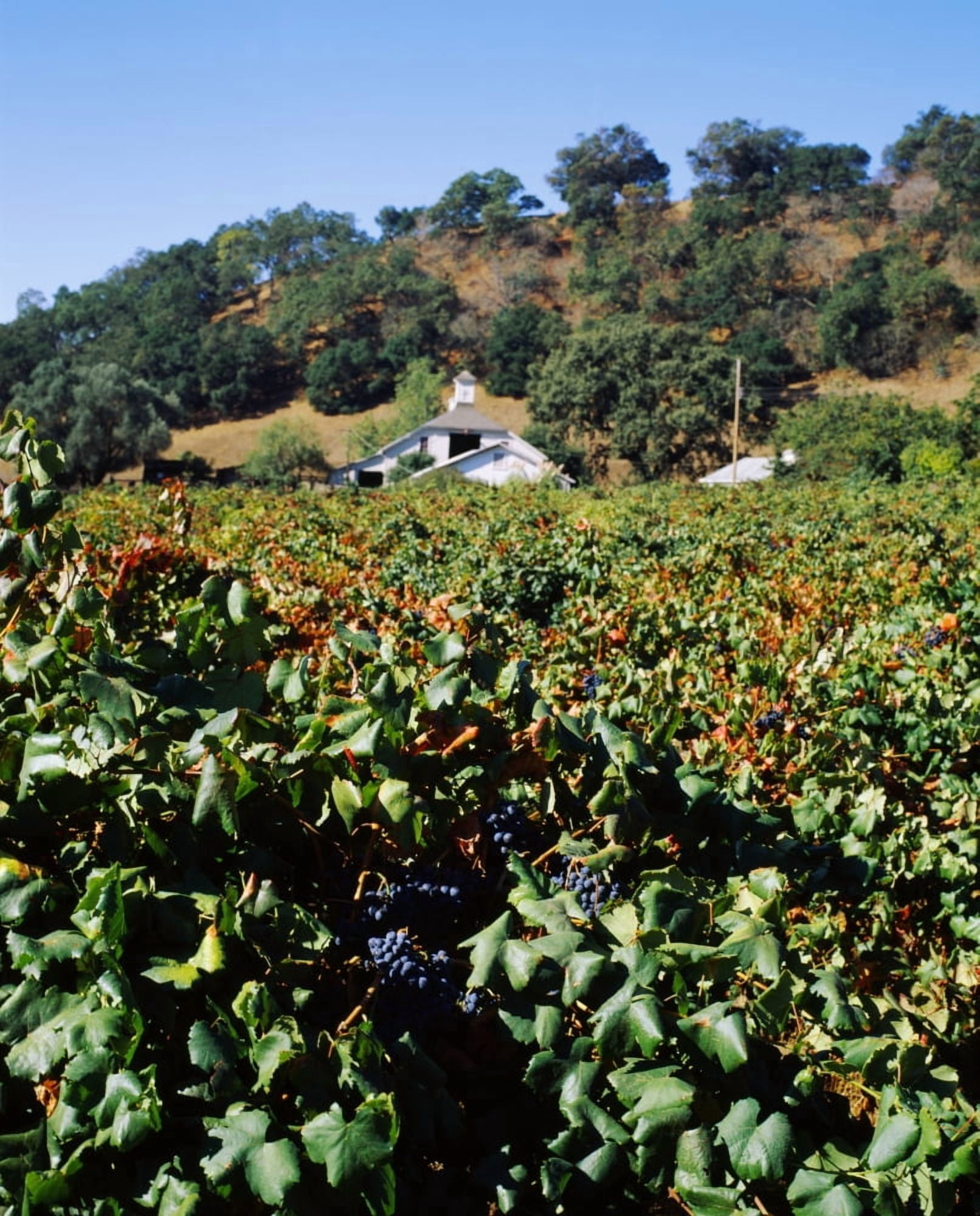 Winery in a vineyard Pagani Ranch Sonoma California USA Canvas Art - Panoramic Images (28 x 22)