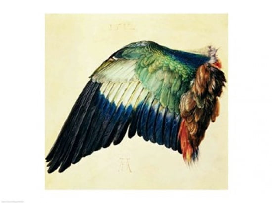 Wing of a Blue Roller 1512 Canvas Art - Albrecht Durer (24 x 18)