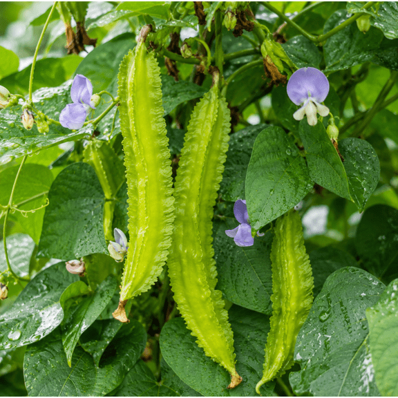 Winged Bean Live Plant in 4 Inch Pot, Winged Bean Vegetable Plant for Garden, Patio, Containers, and Outdoor Growing