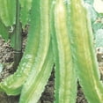thumbnail image 1 of Winged Bean Seeds - 1 Lb ~1808 Seeds - Non-GMO, Heirloom - Asian Garden Vegetable, 1 of 1