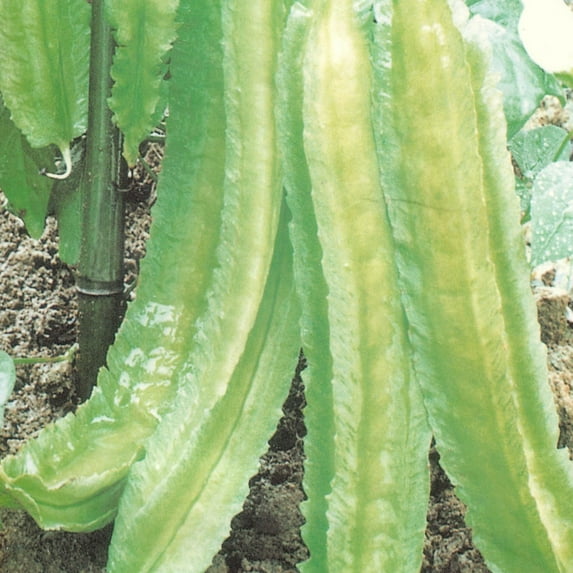 Winged Bean Seeds - 1 Lb ~1808 Seeds - Non-GMO, Heirloom - Asian Garden Vegetable