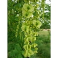 thumbnail image 1 of Wingnut Tree Seeds - 10 Seeds - Pterocarya fraxinifolia, 1 of 2