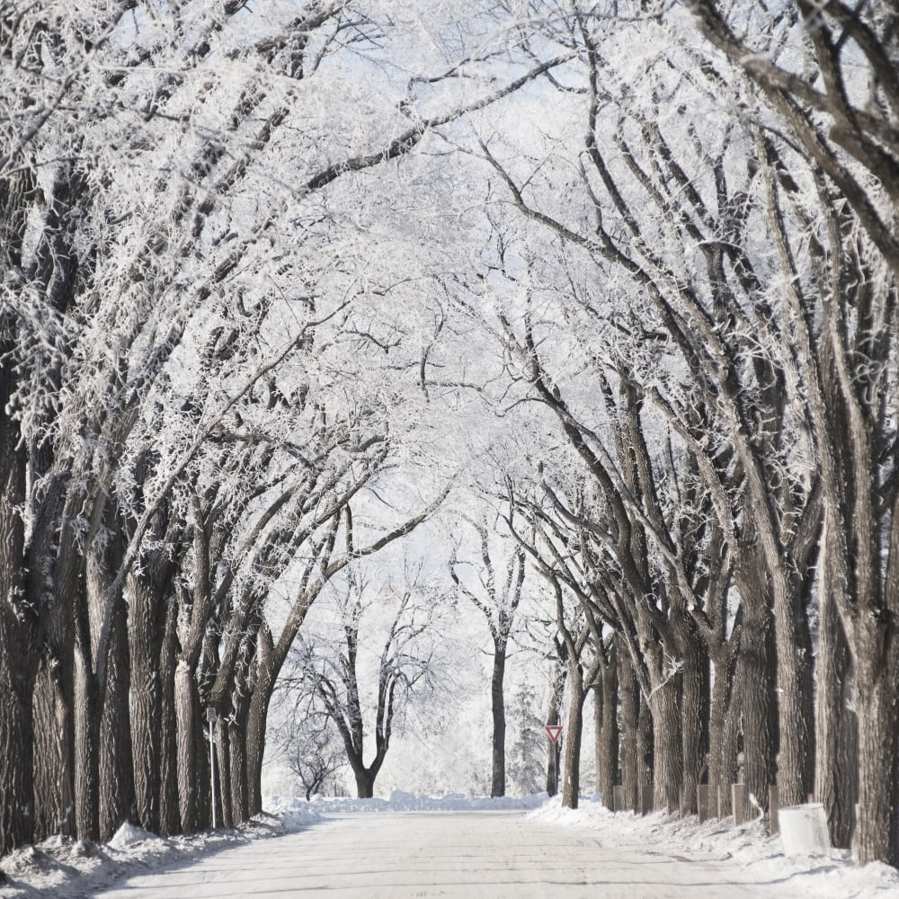 Winnipeg Manitoba Canada A Road And Trees Covered In Snow In Winter Canvas Art - Keith Levit Design Pics (15 x 15)