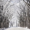 thumbnail image 1 of Winnipeg - Manitoba - Canada - A Road & Trees Covered In Snow In Winter Poster Print - 15 x 15, 1 of 1