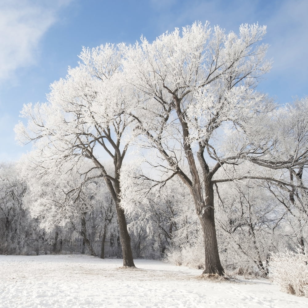 Winnipeg Manitoba Canada Snow On The Ground And Trees Canvas Art - Keith Levit Design Pics (15 x 15)