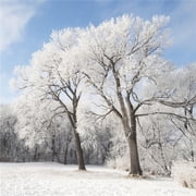 Winnipeg, Manitoba, Canada - Snow On The Ground & Trees Poster Print, 24 x 24 - Large