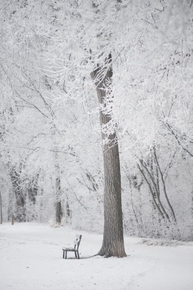 Winnipeg Manitoba Canada Trees And A Park Bench Covered In Snow Canvas Art - Keith Levit Design Pics (24 x 38)