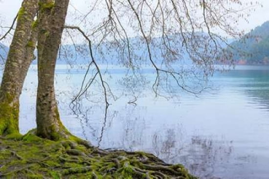 Winter Alders I Canvas Art - Kathy Mahan (24 x 36)