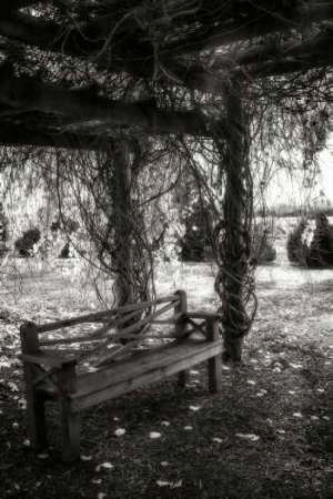 Winter Arbor I Canvas Art - Alan Hausenflock (20 x 28)