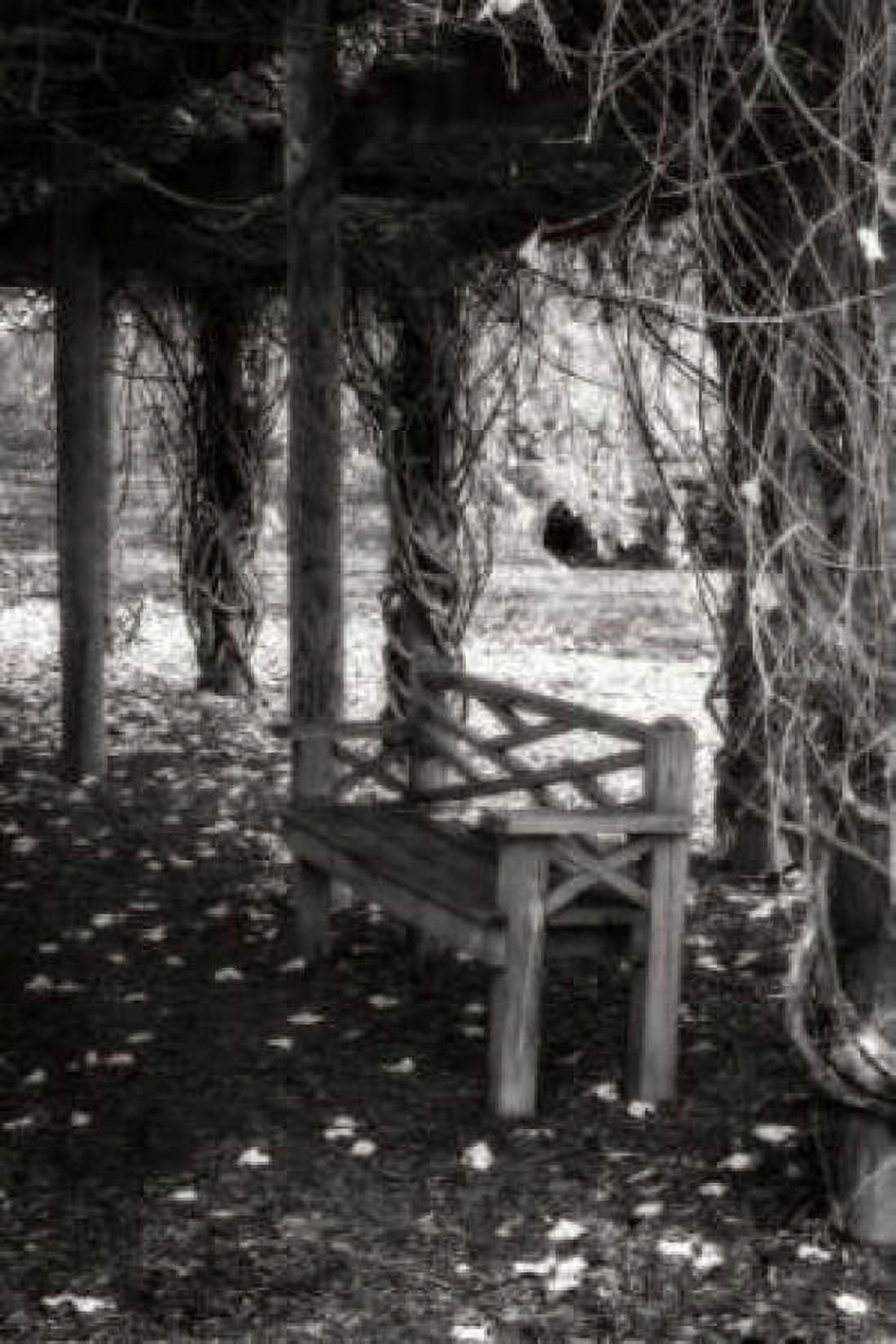 Winter Arbor II Canvas Art - Alan Hausenflock (20 x 28)