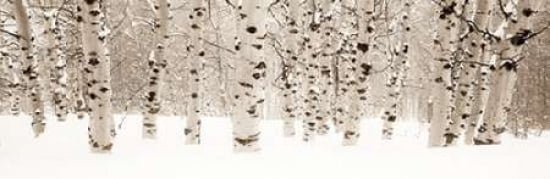 Winter Aspens Canvas Art - Gary Crandall (8 x 24)