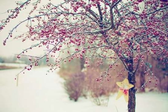 Winter Berries I Canvas Art - Kelly Poynter (12 x 18)