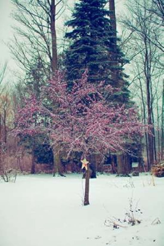 Winter Berries III Canvas Art - Kelly Poynter (24 x 36)