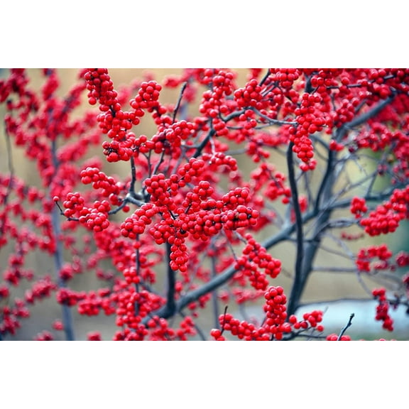 Winter Berry Live Tree Seedling for Planting - Grow Live Tree Plants - No Ship to California (Winterberry Bush)