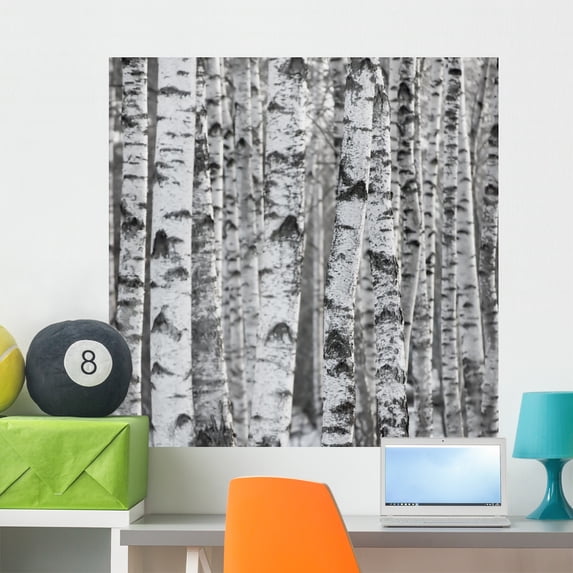 Winter Birch Tree Forest Wall Mural by Wallmonkeys Peel and Stick Graphic (36 in H x 36 in W) WM17948
