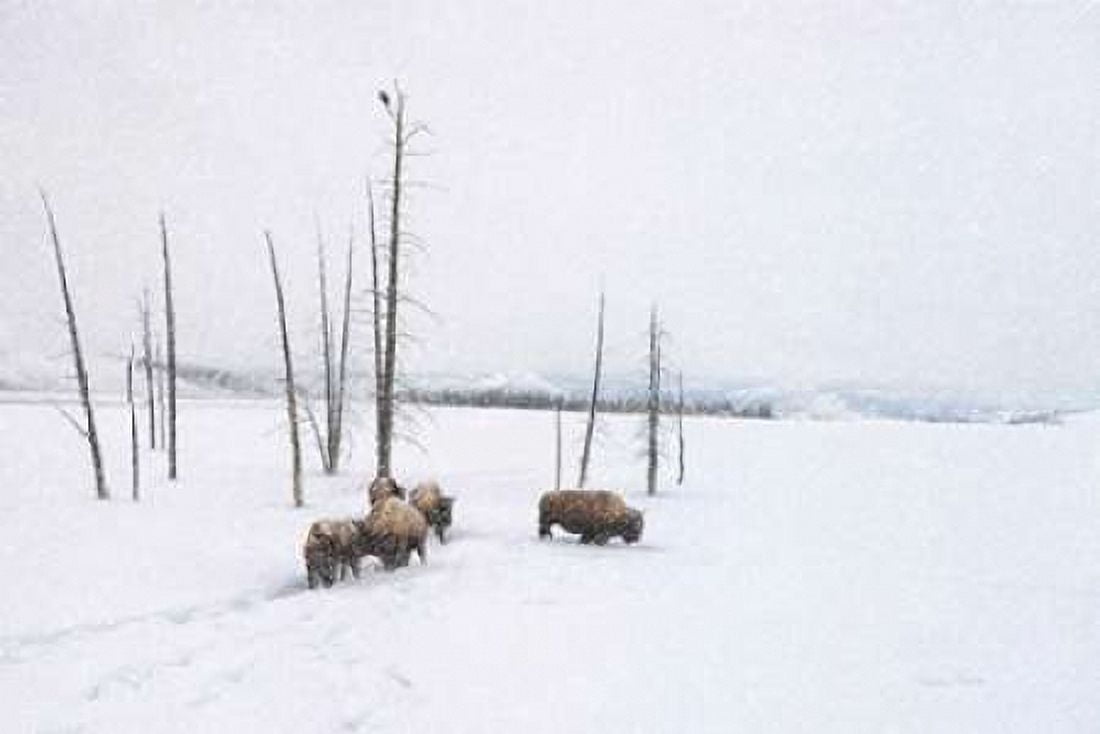 Winter Buffalo Canvas Art - Ramona Murdock (12 x 18)