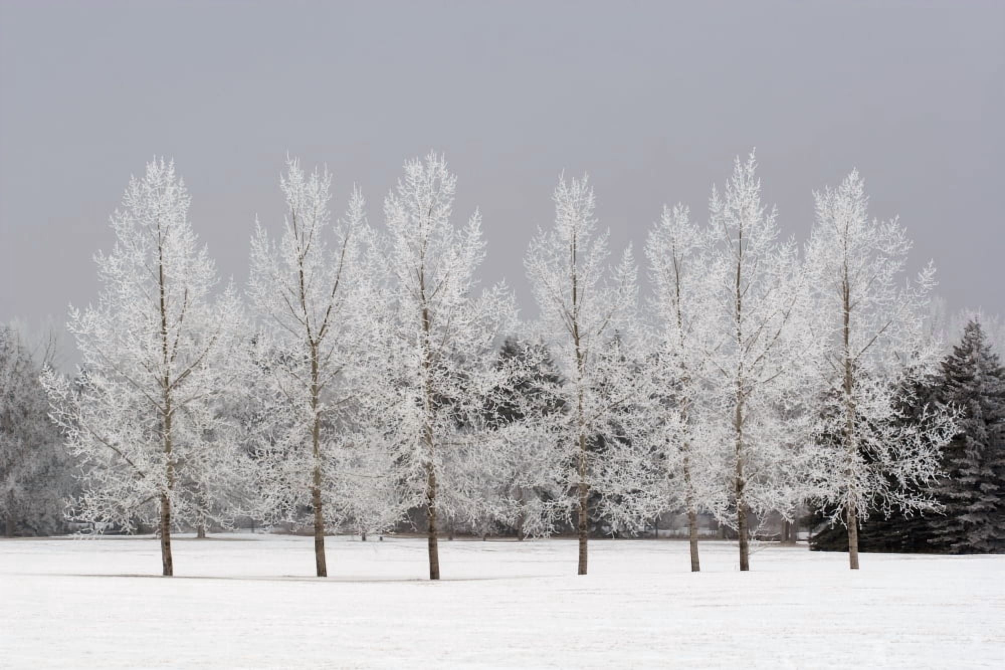 Winter Calgary Alberta Canada Canvas Art - Michael Interisano Design Pics (19 x 12)